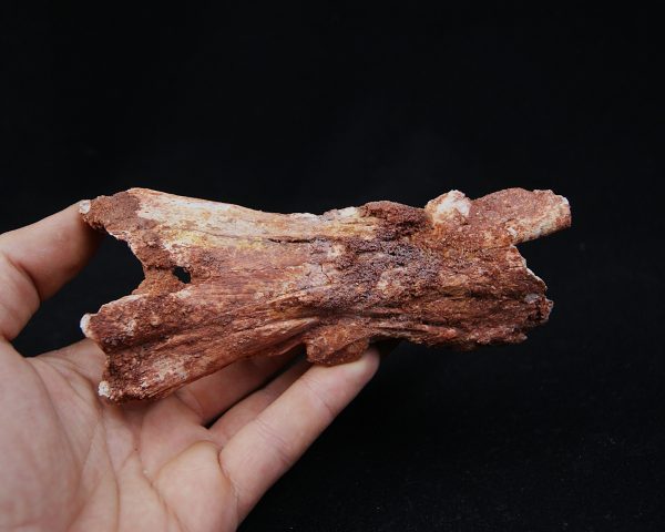 Cráneo Elosuchus cherifiensis