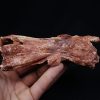 Cráneo Elosuchus cherifiensis