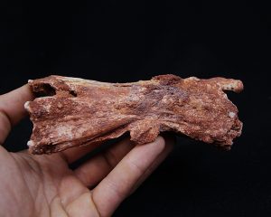 Cráneo Elosuchus cherifiensis