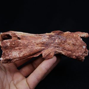 Cráneo Elosuchus cherifiensis