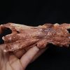 Cráneo Elosuchus cherifiensis