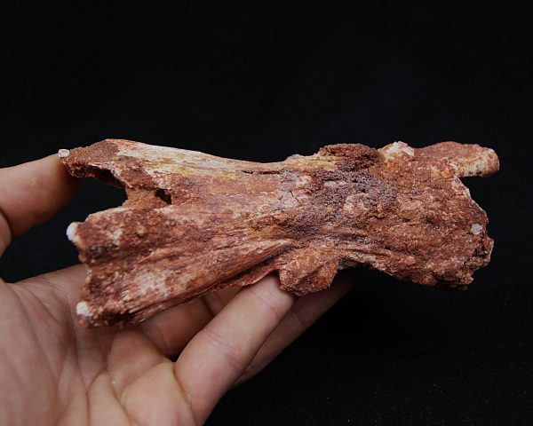 Cráneo Elosuchus cherifiensis