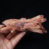 Cráneo Elosuchus cherifiensis