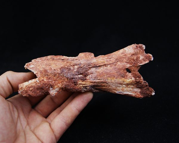 Cráneo Elosuchus cherifiensis