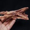 Cráneo Elosuchus cherifiensis