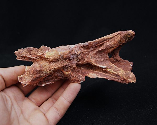 Cráneo Elosuchus cherifiensis