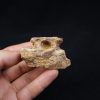 Mandíbula de Elosuchus cherifiensis