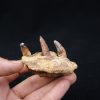 Mandíbula de Elosuchus cherifiensis
