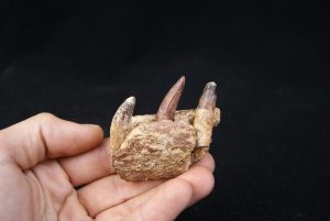 Mandíbula de Elosuchus cherifiensis