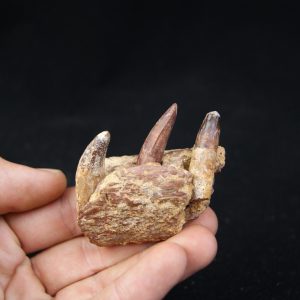 Mandíbula de Elosuchus cherifiensis