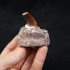 Maxilar de Spinosaurus