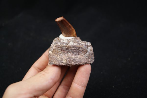 Maxilar de Spinosaurus