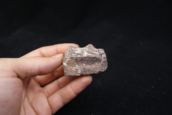 Maxilar de Spinosaurus