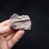 Maxilar de Spinosaurus