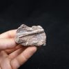 Maxilar de Spinosaurus