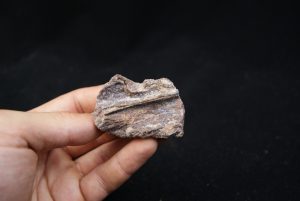Maxilar de Spinosaurus
