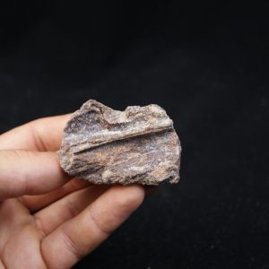 Maxilar de Spinosaurus