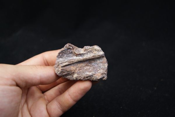Maxilar de Spinosaurus