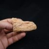 Mandibula de Spinosaurus