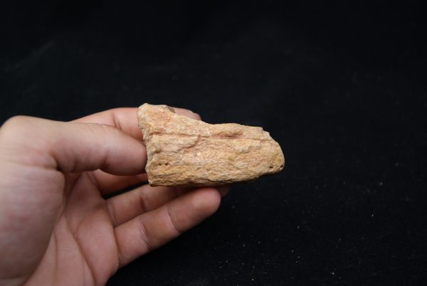 Mandibula de Spinosaurus