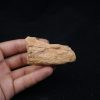 Mandibula de Spinosaurus