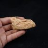 Mandibula de Spinosaurus