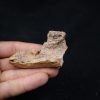 Mandibula de Spinosaurus