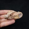 Mandibula de Spinosaurus