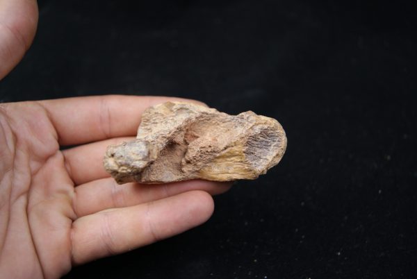 Mandibula de Spinosaurus