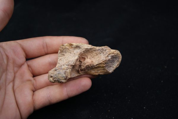 Mandibula de Spinosaurus