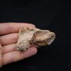 Mandibula de Spinosaurus