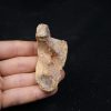 Mandibula de Spinosaurus