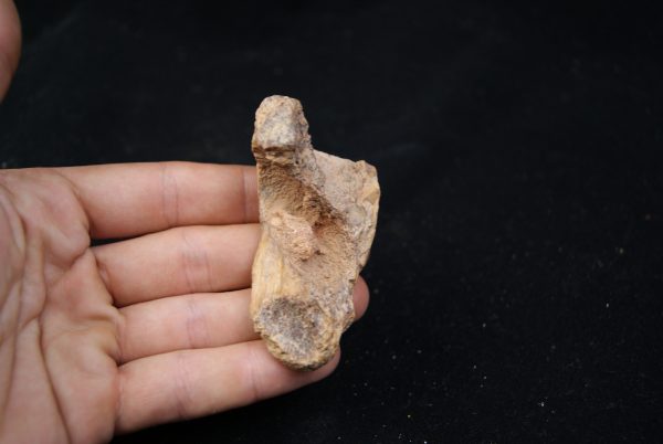 Mandibula de Spinosaurus