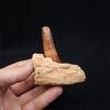 Mandibula de Spinosaurus