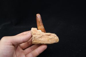 Mandibula de Spinosaurus