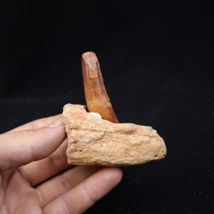 Mandibula de Spinosaurus