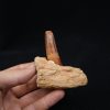 Mandibula de Spinosaurus