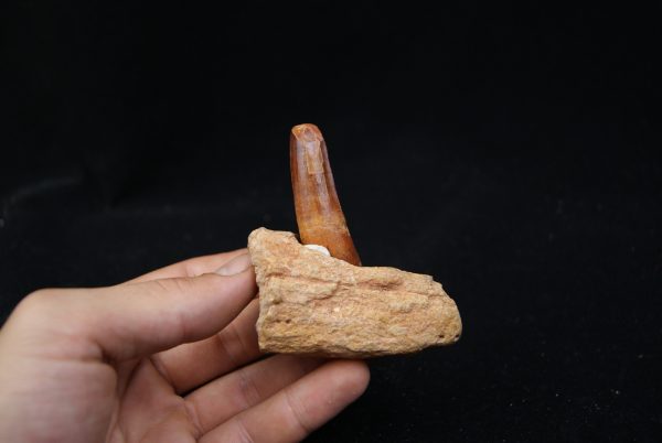 Mandibula de Spinosaurus