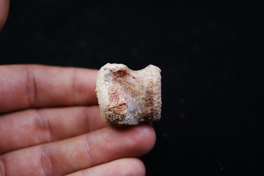 vértebra cervical (Dromaeosaurio Raptor)