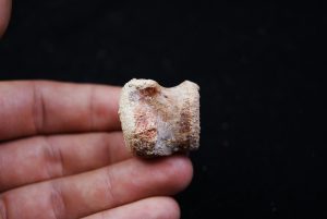 vértebra cervical (Dromaeosaurio Raptor)