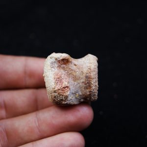 vértebra cervical (Dromaeosaurio Raptor)