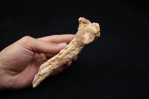Hueso craneal de Elosuchus cherifiensis