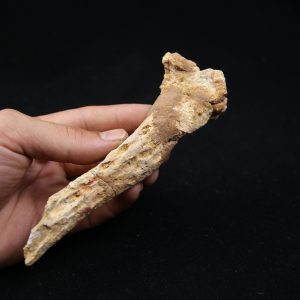 Hueso craneal de Elosuchus cherifiensis