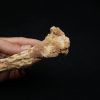 Hueso craneal de Elosuchus cherifiensis