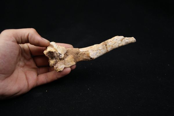 Hueso craneal de Elosuchus cherifiensis