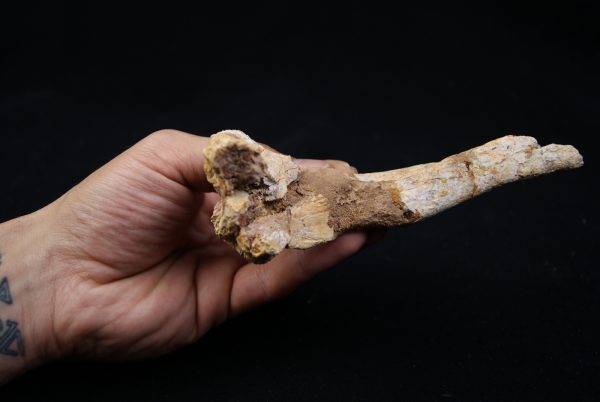 Hueso craneal de Elosuchus cherifiensis