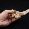 Hueso craneal de Elosuchus cherifiensis