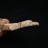 Hueso craneal de Elosuchus cherifiensis