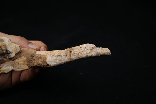 Hueso craneal de Elosuchus cherifiensis