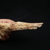 Hueso craneal de Elosuchus cherifiensis